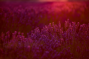 Image showing colorful sunset at lavender field