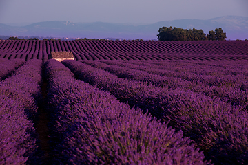 Image showing stone house at lavender field