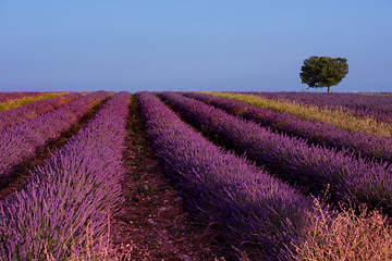 Image showing lonely tree at lavender field