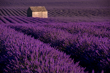 Image showing stone house at lavender field