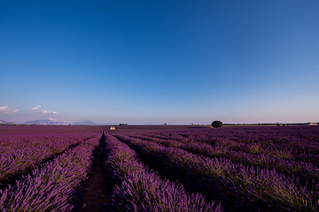 Image showing stone house at lavender field