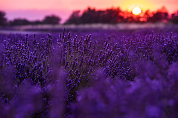 Image showing colorful sunset at lavender field