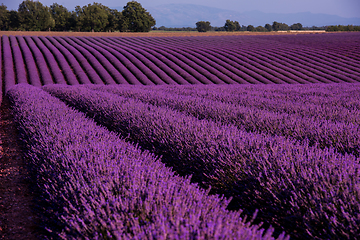 Image showing lavender field france