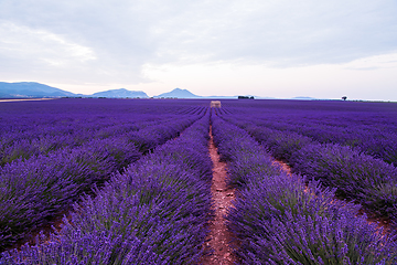 Image showing lavender field france