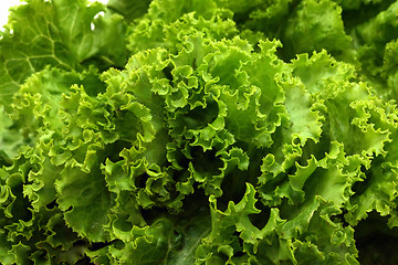 Image showing Lettuce close-up