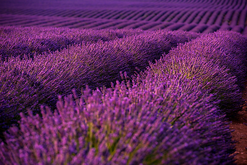 Image showing lavender field france