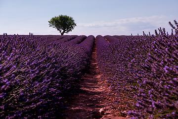 Image showing lonely tree at lavender field