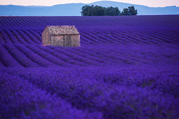 Image showing stone house at lavender field