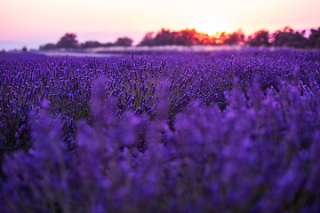 Image showing colorful sunset at lavender field