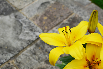 Image showing Bold yellow lily flowers on a stone patio 