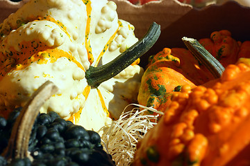 Image showing Fancy pumpkins