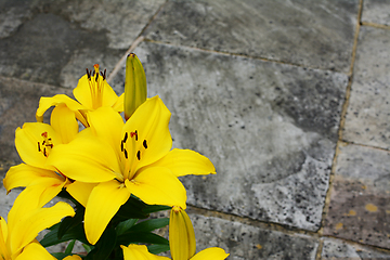 Image showing Bright yellow lily flowers on a stone patio