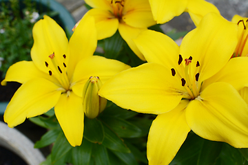 Image showing Vibrant yellow lily blooms in a summer garden