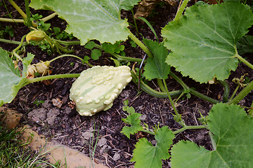 Image showing Pale pear-shaped warted gourd on a spiky vine