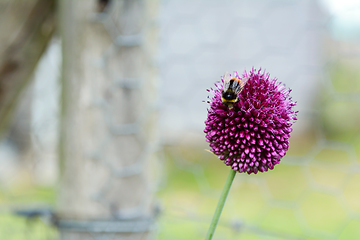 Image showing Red-tailed bumblebee on a purple allium flower