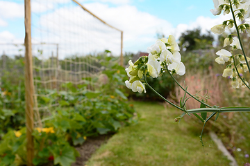 Image showing White everlasting pea flowers in an allotment garden