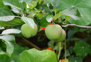 Image showing Small green Braeburn apples growing on the tree 