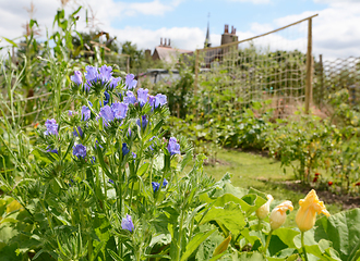 Image showing Viper\'s bugloss in a rural allotment garden