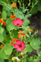 Image showing Two scarlet flax flowers