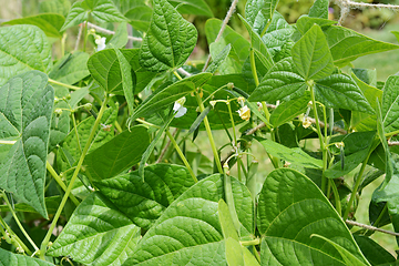 Image showing Calypso or yin yang beans growing among lush green leaves