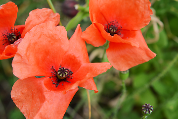 Image showing Three delicate red corn poppies