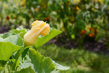 Image showing Male gourd flower grows above the lush foliage of a cucurbit pla