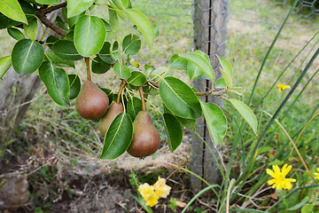 Image showing Three red-green Williams pears growing on the branch