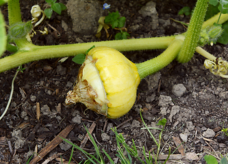 Image showing Turks Turban gourd developing on a prickly vine