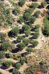 Image showing Olive garden in Aspromonte