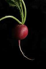 Image showing Radish