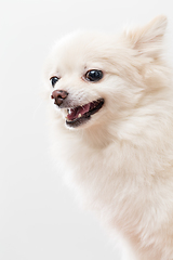 Image showing White Pomeranian getting angry