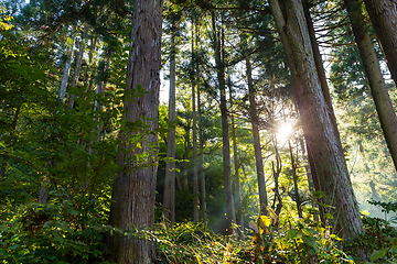 Image showing Forest with sunlight