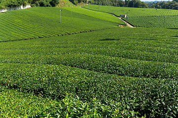 Image showing Fresh Green Tea plantation 