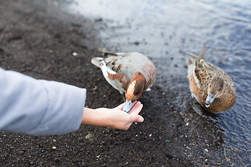 Image showing Woman feeding duck