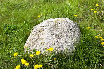 Image showing green grass