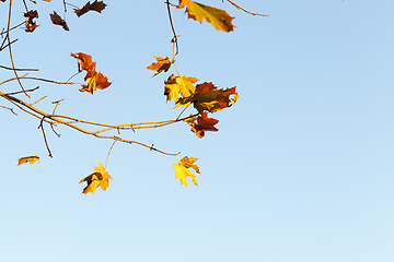 Image showing yellow and red maple leaves on a tree branch against the blue sky