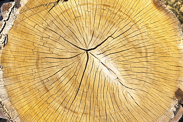 Image showing Trunk of a sawn wood