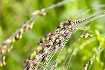 Image showing agricultural field with green millet