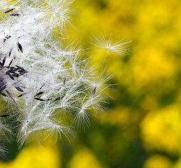 Image showing Dandelion seed