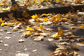 Image showing Maple leaves on the road