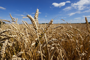 Image showing farm field cereals