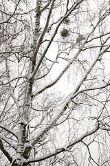 Image showing snow-covered branches of bare birch tree