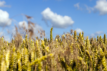 Image showing Wheat Field and Clouds