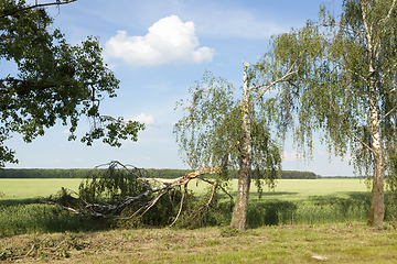 Image showing a broken birch tree in summer
