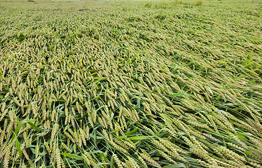 Image showing broken wheat spike