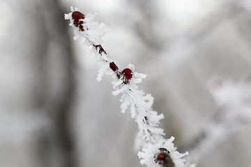 Image showing Snow drifts in winter