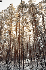 Image showing winter forest trees