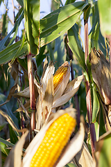 Image showing Ripe cob of corn