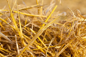 Image showing Stacks of straw