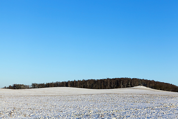 Image showing snow-covered field, winter